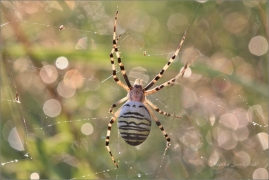 <p>KŘIŽÁK PRUHOVANÝ (Argiope bruennichi) ---- /Wasp spider - Wespenspinne/</p>